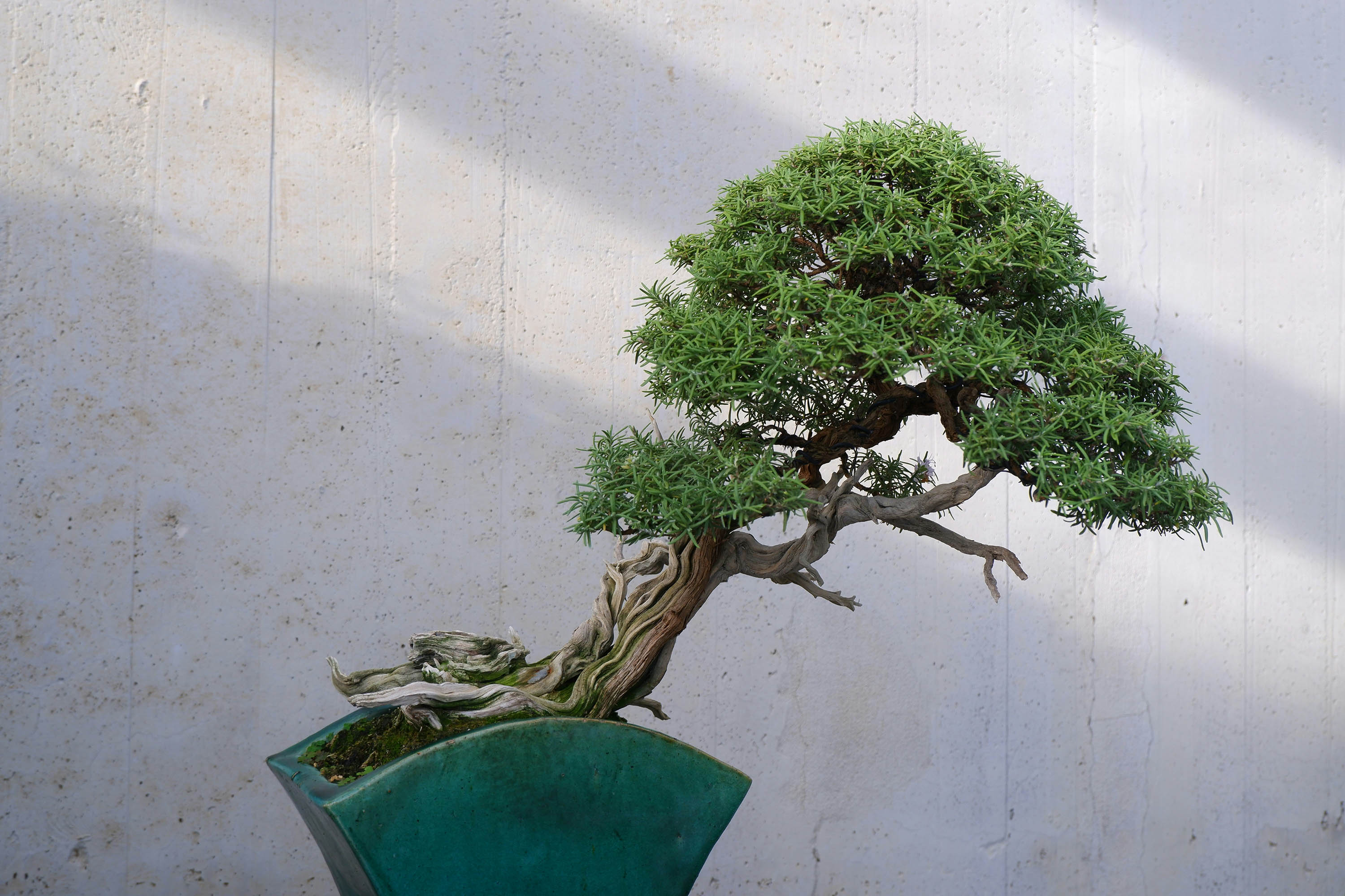 Instant Bonsai