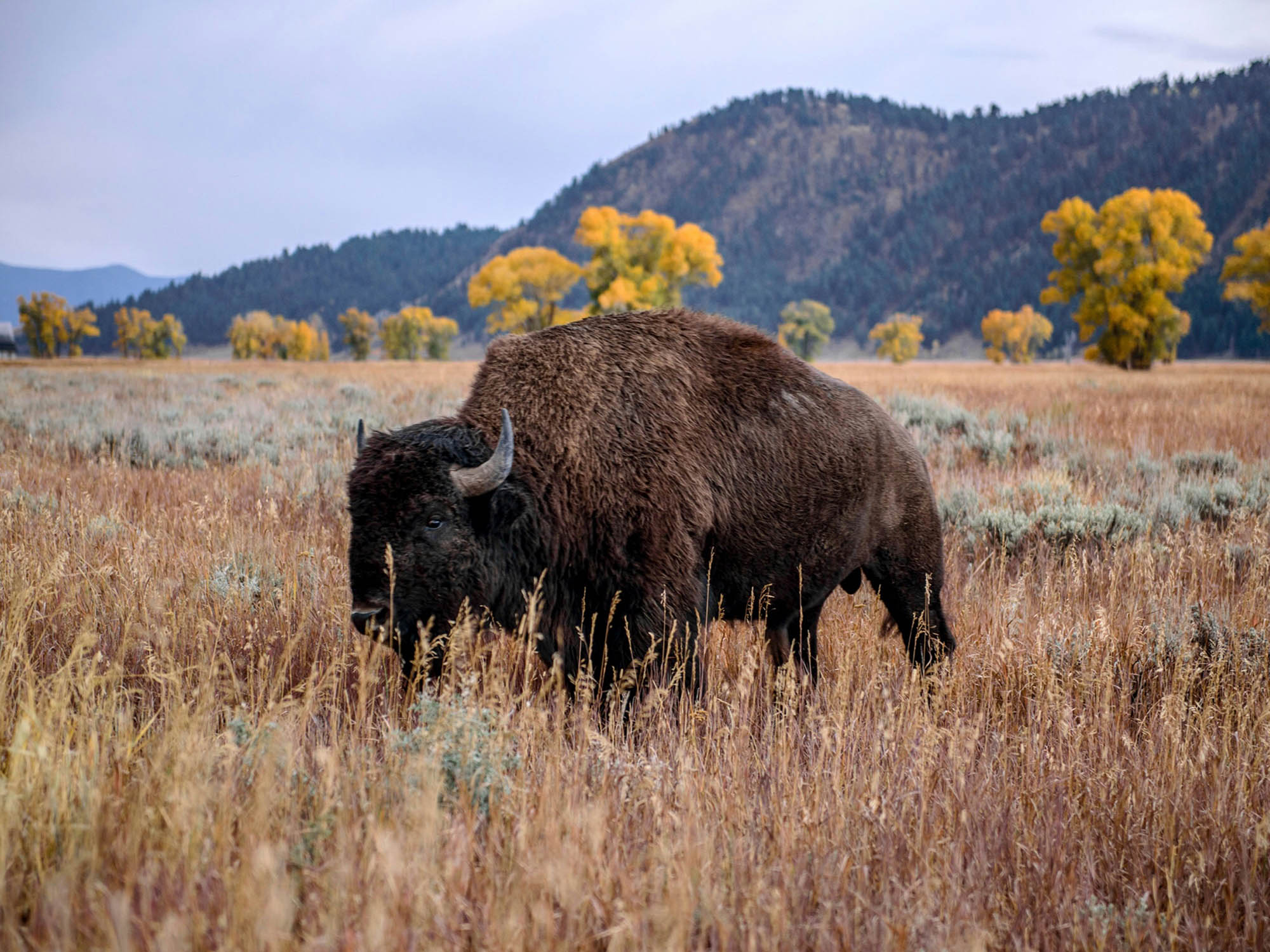 The Bison, The Wolf, and The Designer