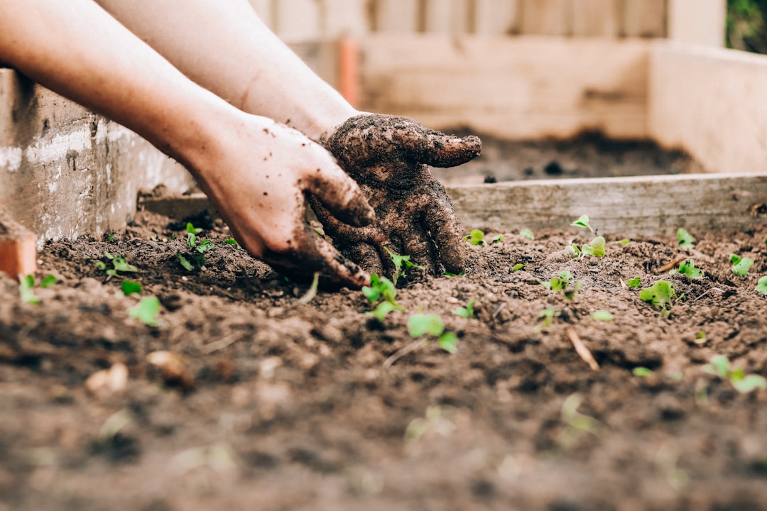 Solar-punk Has No Soil